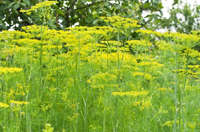 500+ Organic Long Island Mammoth Dill Seeds- Heirloom Variety- Non GMO- Seeds- ANATHUM GRAVEOLENS----G068