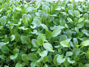 500+ Organic Microgreen Pac Choi Seeds -Pak Choi Bok Choy- Rare Heirloom Vegetable-G069