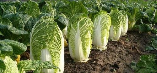 50+ Seeds-China Express Cabbage Seeds-SUI CHOI-A100- Brassica Campestris