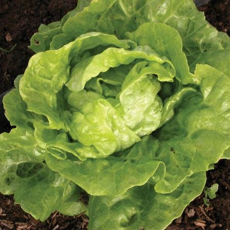 200+ Tom Thumb Organic Lettuce Seeds -A102- Heirloom Variety-Lactuta Sativa- Organic (Non GMO) Highly Delicious!