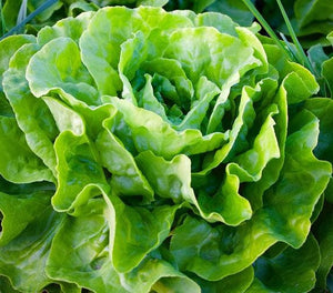 200+ Tom Thumb Organic Lettuce Seeds -A102- Heirloom Variety-Lactuta Sativa- Organic (Non GMO) Highly Delicious!