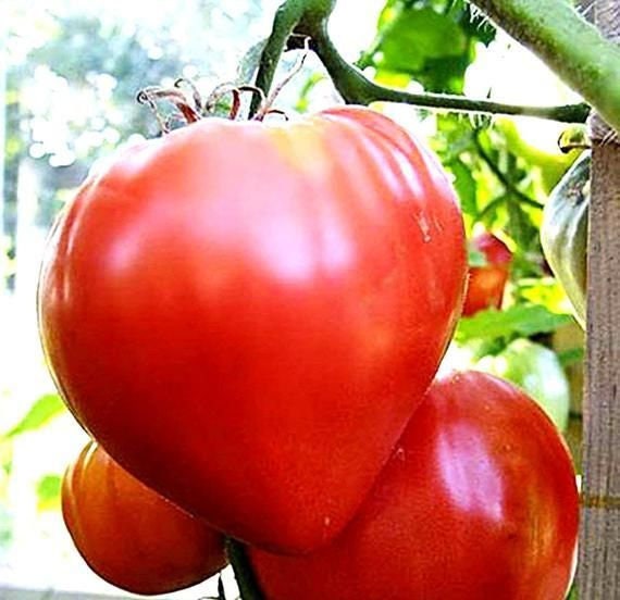 25+  Red Oxheart Tomato Seeds- Lycopersicum Esculentum- Non GMO (Heirloom Variety) Enjoy Deep Red Sweet Tomatoes--A104