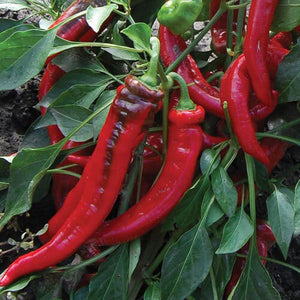 10+ Organic Matan Pepper Seeds--CAPSICUM ANNUUM- Non GMO-A108- Exotic, Sweet, Crisp, Juicy, and delicious!