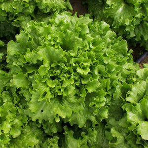 300+ Salad Bowl Lettuce Seeds-Green Lettuce- -A110-Lactuta Sativa- Organic (Non GMO) -Excellent flavor!