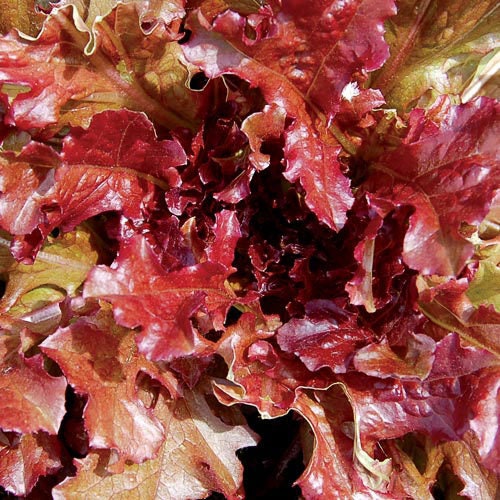 300+ Red Salad Bowl Lettuce Seeds-A111-Lactuta Sativa- Organic (Non GMO)-Matures in 55 Days!