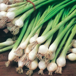 100+ Ramrod Scallion Onion Seeds -Green Onion - Organic Non GMO--A114- Favorite Salad Onion-Excellent Flavour-Matures in 65 days!