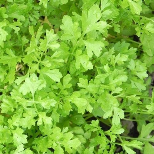 200+  Organic Curly Cress Peppergrass Seeds-Lepidium sativum- Non GMO-Rapidly growing, frilly leaves-G070