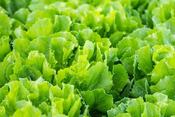 300+ Broadleaf Batavian Escarole Seeds-NON GMO-A116-Cichorium Endiva-Endive Seeds-Open Pollinated Seeds