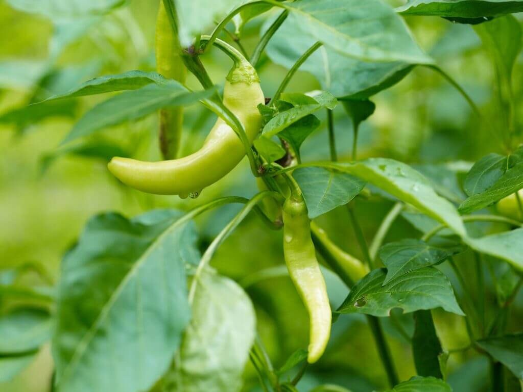 25+ Rare Organic Pepperoncini Pepper Seeds-Italian Heirloom-NON GMO-A124-Capsicum Annuum-Matures in 70 days-Open-pollinated seeds