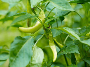 25+ Rare Organic Pepperoncini Pepper Seeds-Italian Heirloom-NON GMO-A124-Capsicum Annuum-Matures in 70 days-Open-pollinated seeds