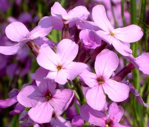 200+ Dame's Rocket Seeds-B646-Hesperis Matronalis-Showy Perennial