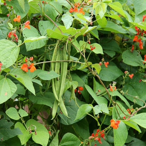 20 Scarlet Runner Bean Mix -Phaseolus Coccineus Mix-B649- fire bean-scarlet emperor-Attracts Hummingbirds