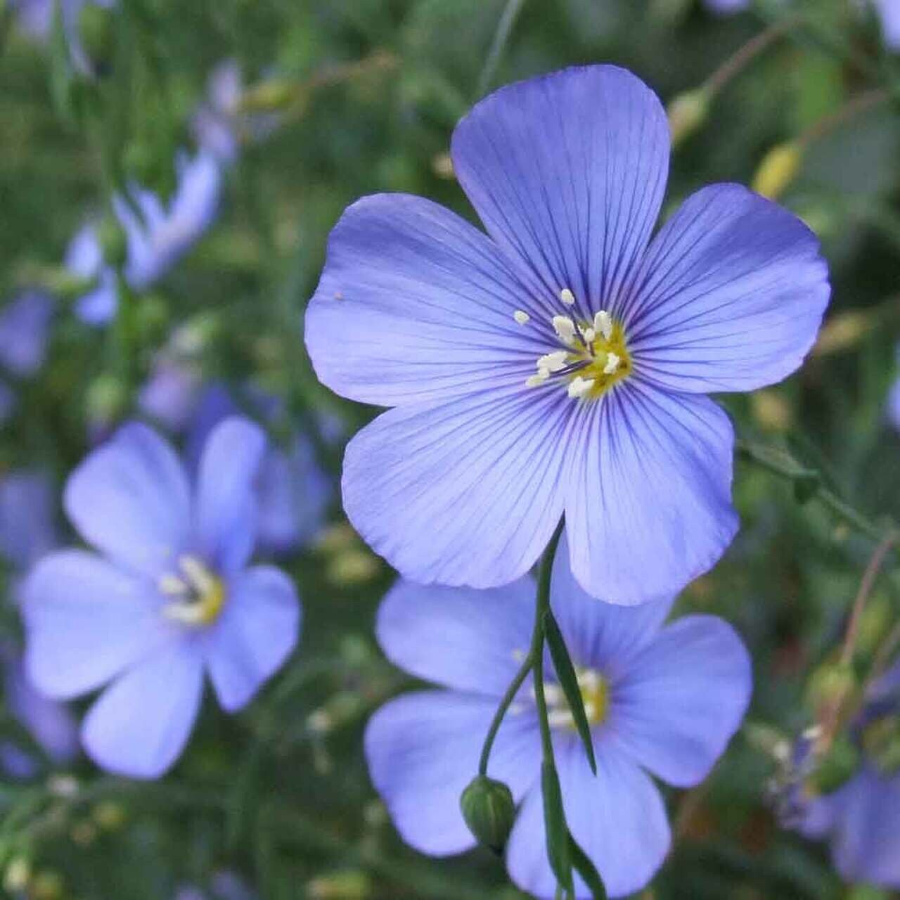 100+ Blue Flax Wildflower Seeds-Linum Perenne-B657-Excellent drought tolerant Perennial Flower