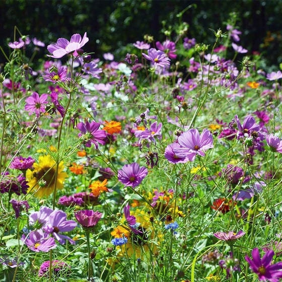 200+ Beautiful  Hummingbird and Butterfly Mix-B659-Mix of Annual, Perennial and Biennials-Attracts Hummingbirds!