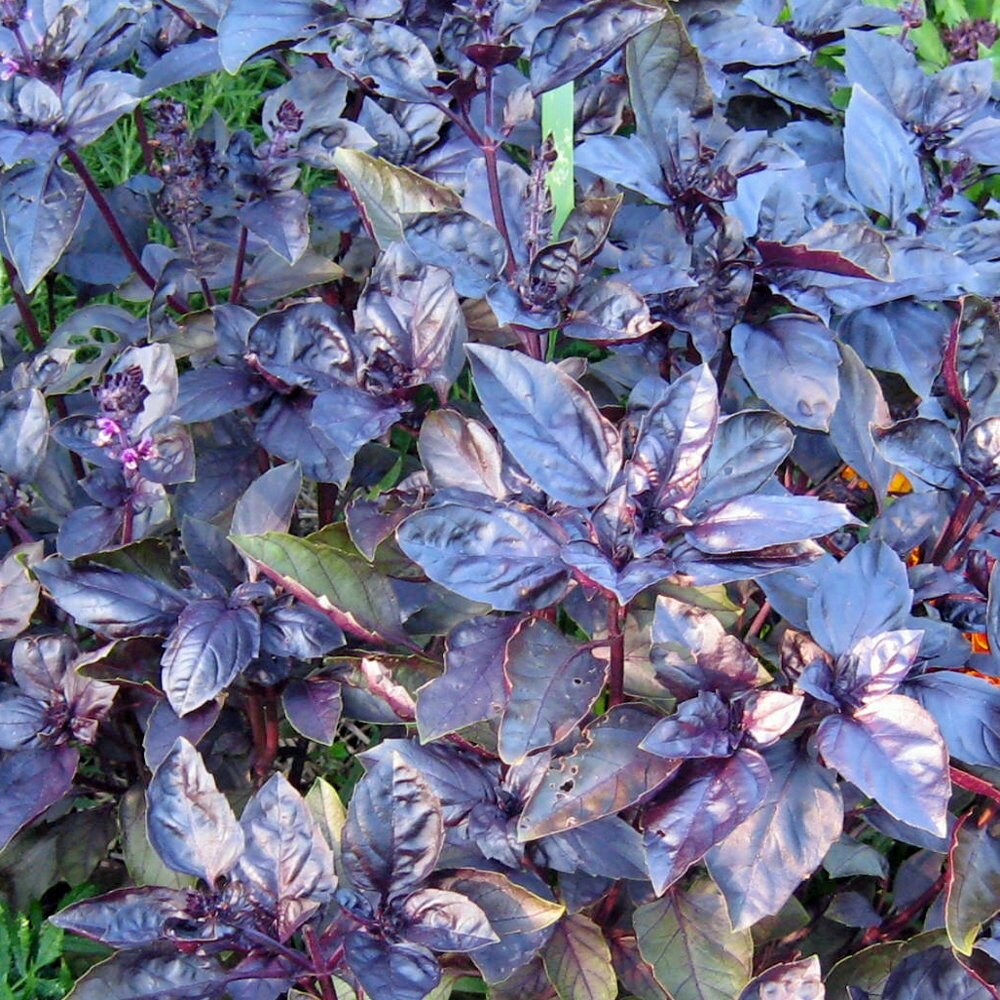 100+ Sweet Basil Dark Opal Seeds-Ocimum Basilicum Dark Opal-G072