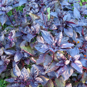 100+ Sweet Basil Dark Opal Seeds-Ocimum Basilicum Dark Opal-G072