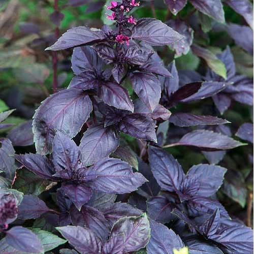 100+ Sweet Basil Dark Opal Seeds-Ocimum Basilicum Dark Opal-G072