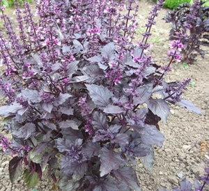 100+ Sweet Basil Dark Opal Seeds-Ocimum Basilicum Dark Opal-G072