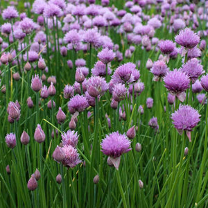 100+ Chives Herb Seeds-Allium Schoenoprasum-G073-Great for salad dressing