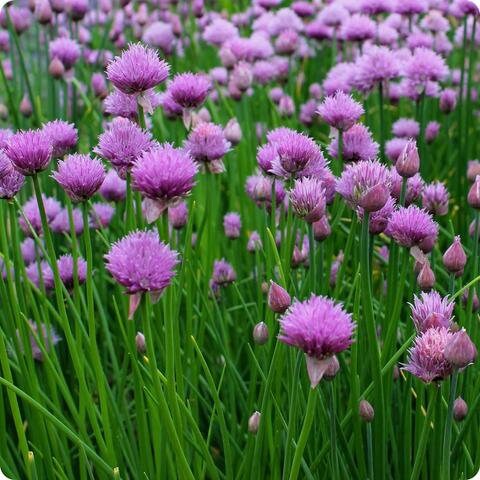 100+ Chives Herb Seeds-Allium Schoenoprasum-G073-Great for salad dressing