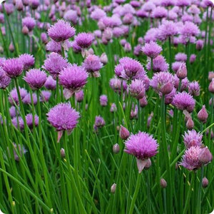 100+ Chives Herb Seeds-Allium Schoenoprasum-G073-Great for salad dressing