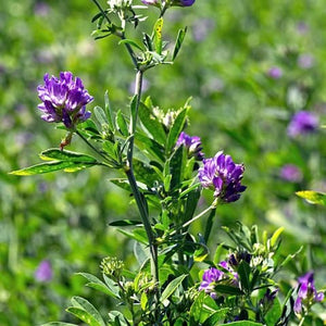 2000+ Alfalfa Seeds Organic-G074-Perennial