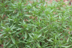 200+  Organic Summer Savory Herb Seeds-Satureja Hortensis-G083