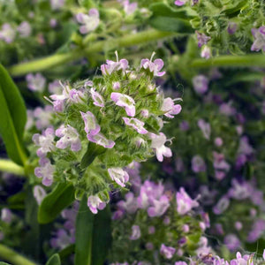 200+  Organic Summer Savory Herb Seeds-Satureja Hortensis-G083