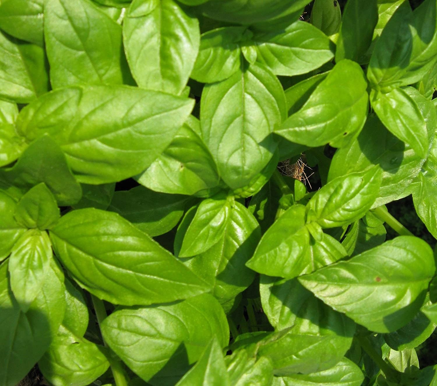 100 Organic Sweet Basil Seeds Ocimum Basilicum High Quality Non