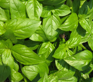 100+ Organic Sweet Basil Seeds-Ocimum Basilicum -High Quality Non GMO---G084-Large leaved  Italian type Herb-Annual