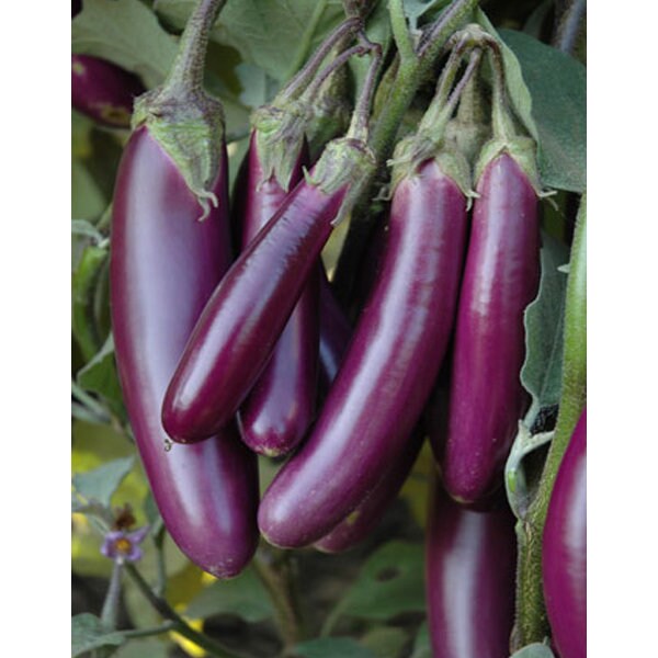 50+ Organic Long Purple Eggplant Seeds- Solanum Melongena- Non GMO- Heirloom Variety-A122