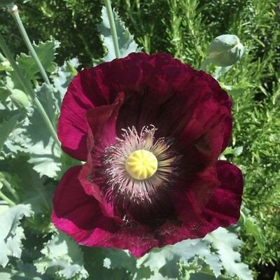 100 Black Peony Poppy Flower Seeds- Attractive and Beautiful