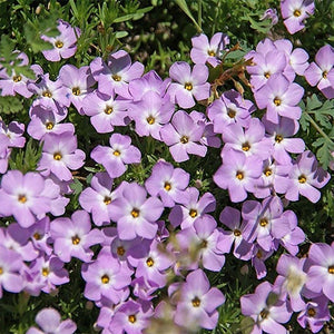 50+ Mountain Phlox Flower Seeds- Linanthus Grandiflorus-B243-Excellent Annual