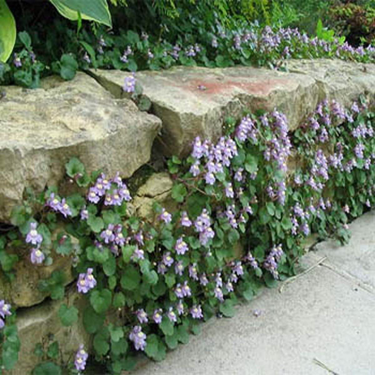 100+ Kenilworth Ivy Flower Seeds-Cymbalaria Muralis-B245-Ivy-Leaved Toadflax- Coliseum Ivy- Self sowing high spreading Perennial!