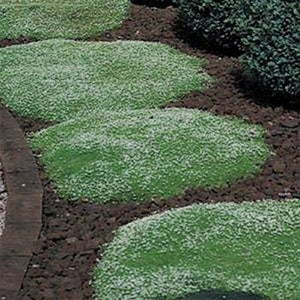 200+ Irish Moss Groundcover seeds- Sagina Subulata-B248-Lowest growing Groundcover Evergreen Beauty!