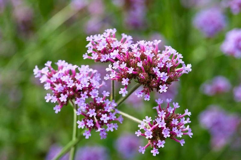 100+ Verbena Bonariensis Flower Seeds- Purple Top Vervain-B257-Brazilian Verbena-Upright Verbena