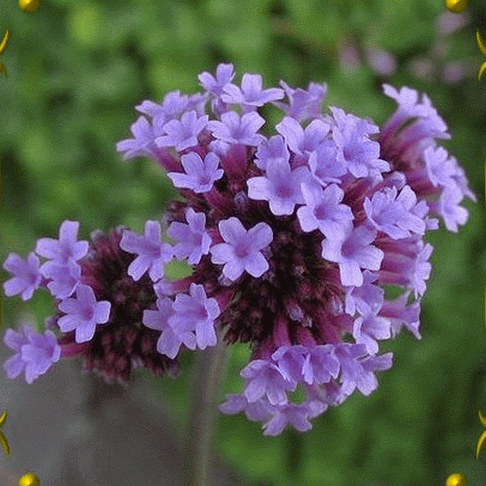 100+ Verbena Bonariensis Flower Seeds- Purple Top Vervain-B257-Brazilian Verbena-Upright Verbena