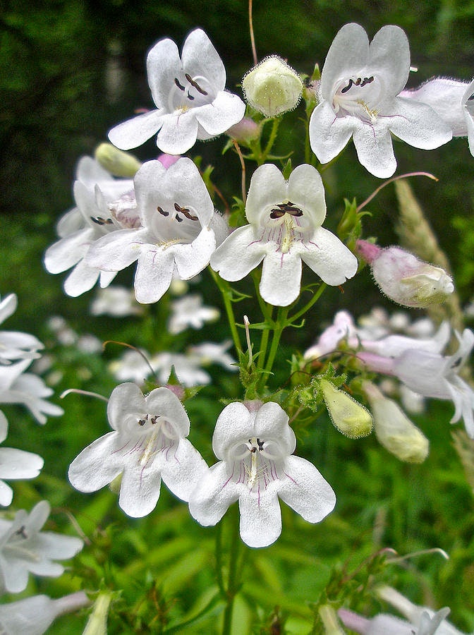 100+ Beardtongue Penstemon Seeds-Penstemon Digitalis-B258