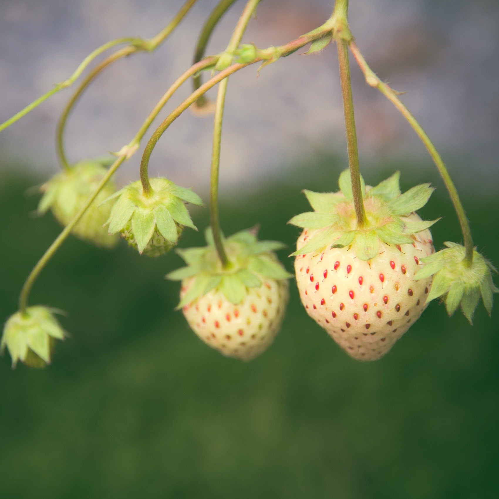 50+ Fragaria Wild White Strawberry Seeds- White Soul-Fragaria Vesca White Soul-Hardy Perennial -Produces delicious White Berries-D026