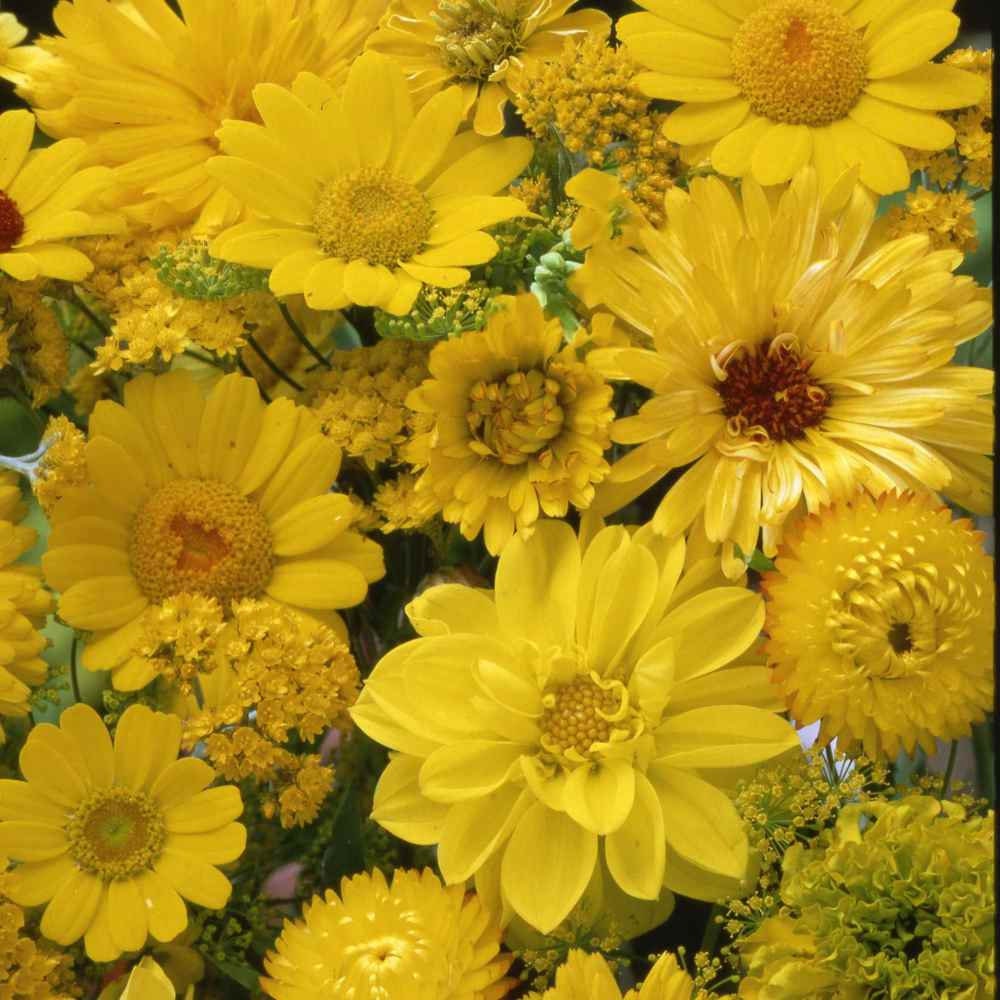 50+ Yellow Shades Wildflower Seeds-B241