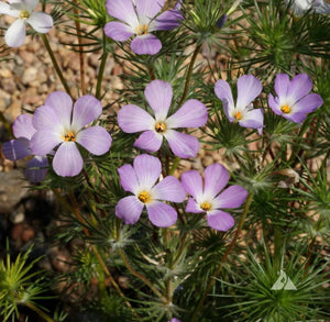 50+ Mountain Phlox Flower Seeds- Linanthus Grandiflorus-B243-Excellent Annual