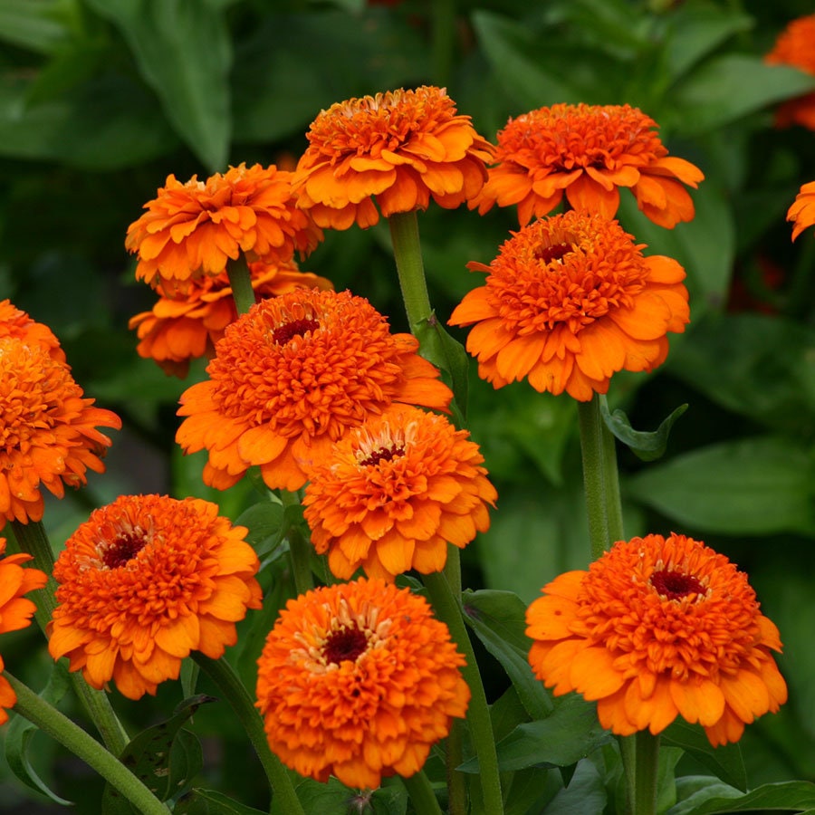 30+ Zinnia Elegans Orange Lilliput seeds-B247-Butterfly attracting annual