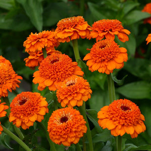 30+ Zinnia Elegans Orange Lilliput seeds-B247-Butterfly attracting annual