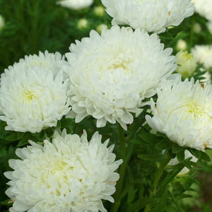 50+ Aster  Callistephus Dwarf flower seeds- White  Dwarf Milady -B251-Attractive Annual-Non Stop White Bloom