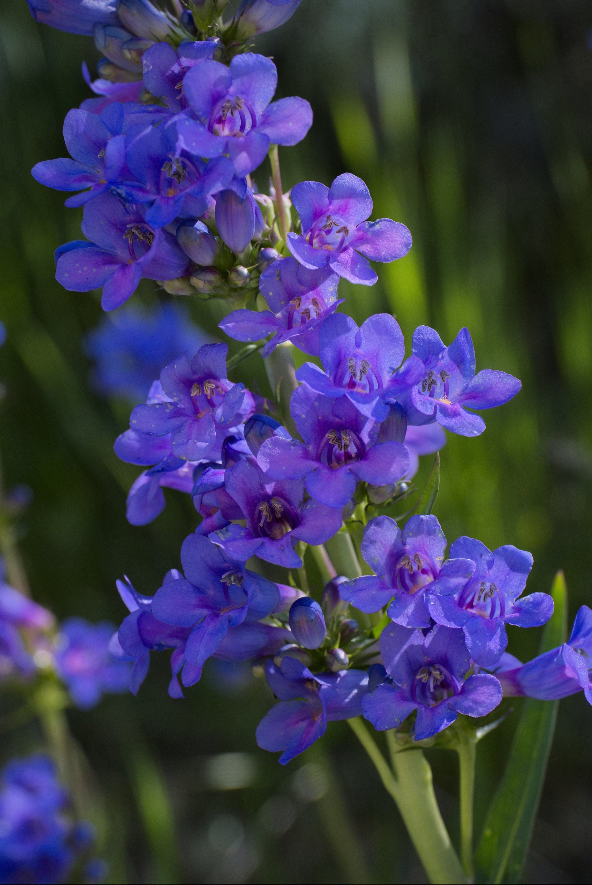 100+ Rocky Mountain Penstemon wildflower seeds- Penstemon Strictus-B255-Excellent Perennial