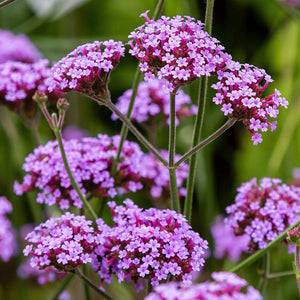 100+ Verbena Bonariensis Flower Seeds- Purple Top Vervain-B257-Brazilian Verbena-Upright Verbena