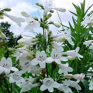 100+ Beardtongue Penstemon Seeds-Penstemon Digitalis-B258