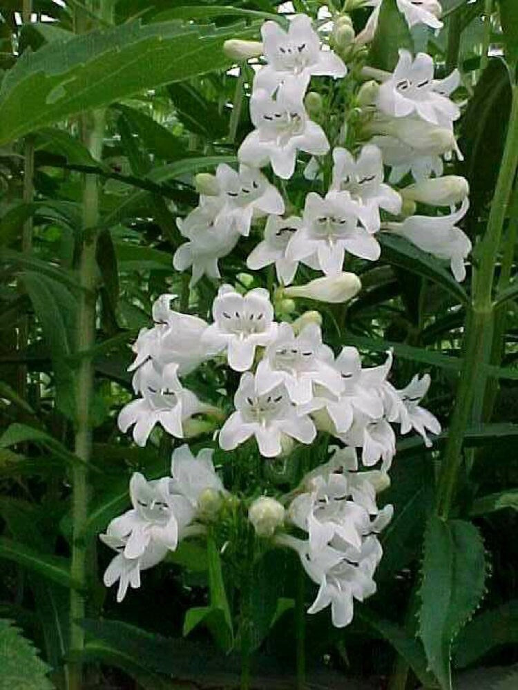 100+ Beardtongue Penstemon Seeds-Penstemon Digitalis-B258