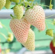 50+ Fragaria Wild White Strawberry Seeds- White Soul-Fragaria Vesca White Soul-Hardy Perennial -Produces delicious White Berries-D026