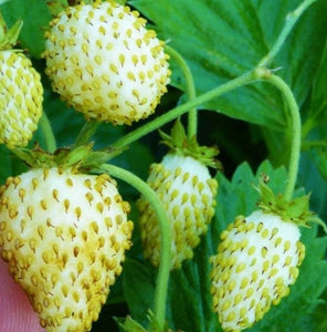 50+ Fragaria Wild White Strawberry Seeds- White Soul-Fragaria Vesca White Soul-Hardy Perennial -Produces delicious White Berries-D026